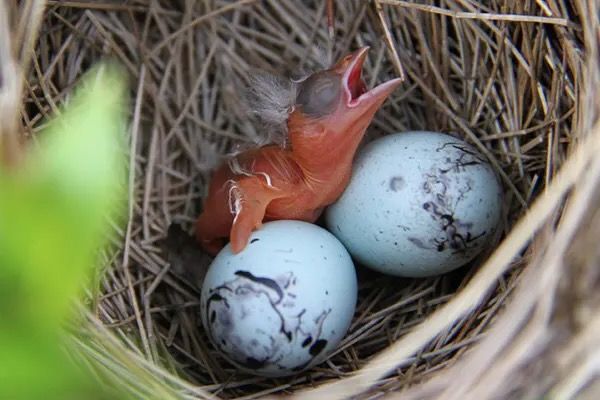 Image from https://forestry.com/animals/birds/scarlet-tanager/ and used with permission from Matt Longley of Forestry.com